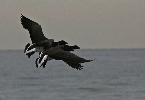 Brant geese, Ocean Grove, Christmas morning