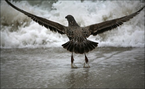Ocean Grove, Christmas morning