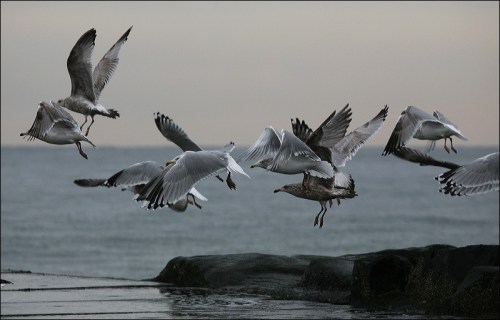 Christmas morning ocean grove, sea gulls