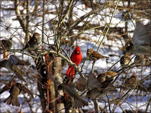 cardinal, sparrows, Central Park,winter birds