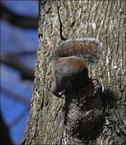 central park , bushy tail