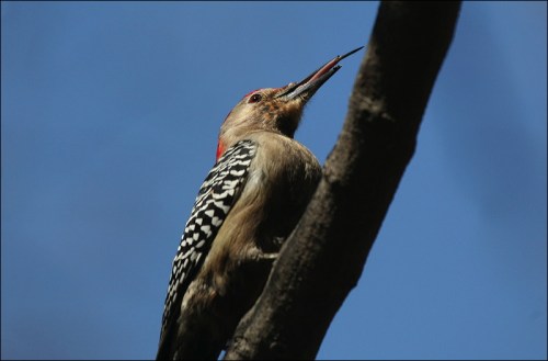 Central Park, New York city, woodpecker
