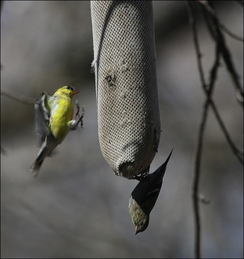 Gold Finches, finch feeding, thistle seed, Central Park, New York city