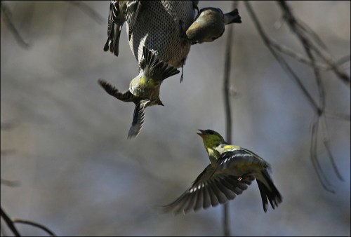 Central Park, New York city, Finch feeding, Gold Finches