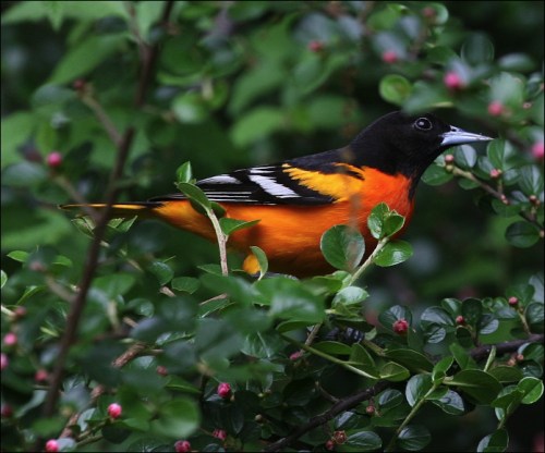 central park, new york city, baltimore oriole
