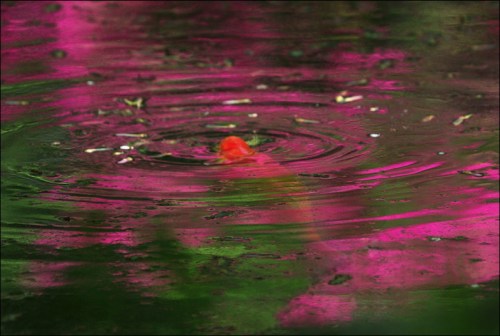 central park, new york city