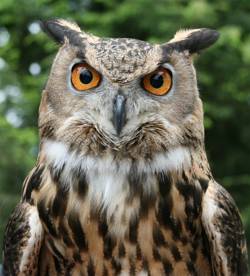 Eagel Owl, central park, new york city
