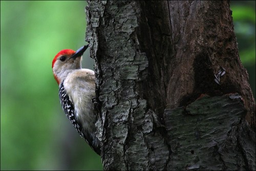 Red woodpecker 3 termites red bellied woopecker, central park