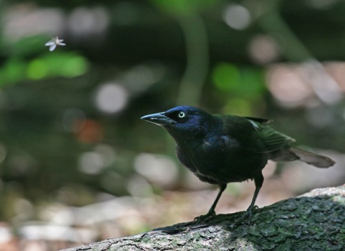 termite grackle central park