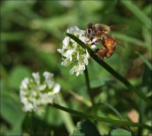 bumble bee, honey bee