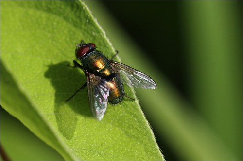 garbage fly, green headed fly