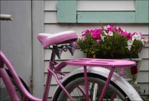Schwinn bike, pink and white petunias, Ocean Grove