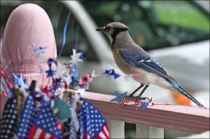 Blue Jay, Fourth of July