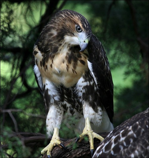 red tail hawk, New York City
