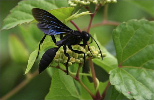 black wasp close up
