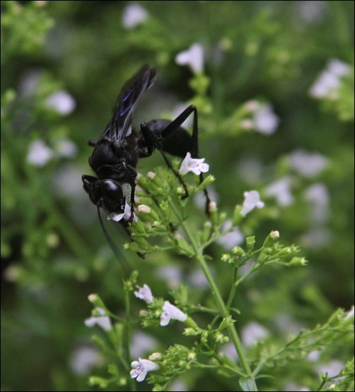black wasp on top of flower great black wasp