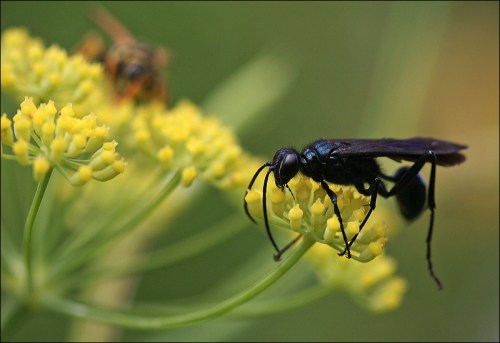 black wasp on yellow flower great black wasp