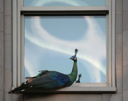 Fifth Ave, Central Park, New York city