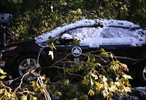 Maple tree, Central Park, 