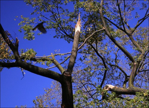 New York City, Central Park, Oct 29th snow storm
