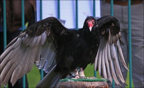 Turkey Vulture, raptor fest, Wild hawk creek