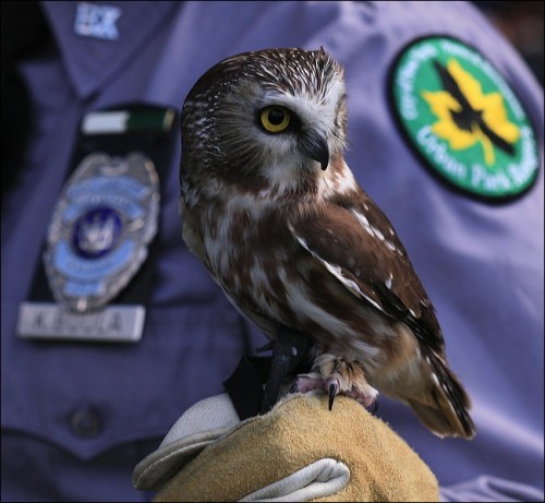 owl, Hawk Creek Wildlife, 