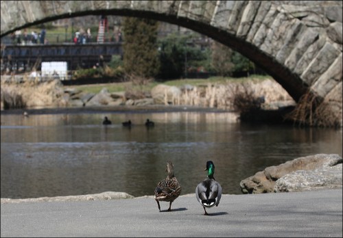 Central Park, stone bridge, two ducks, mallard, New York City