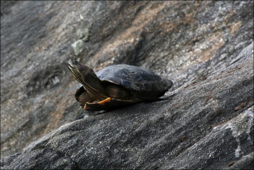 turtle, Central Park pond