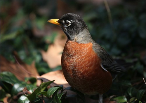 Robin redbreast