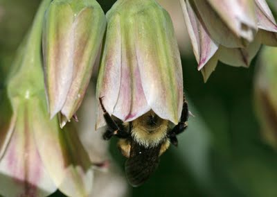 Central Park, Conservatory Gardens, bumble bee