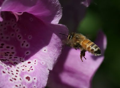 Conservatory Gardens, Central Park, bumble bee, 