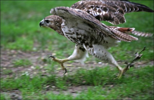Murray Head, Central Park