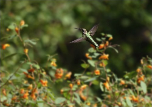 hummingbird, central park