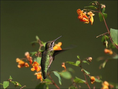 hummingbird, central Park, Murray Head