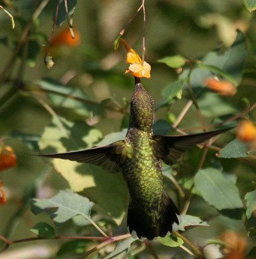 hummingbird, central park