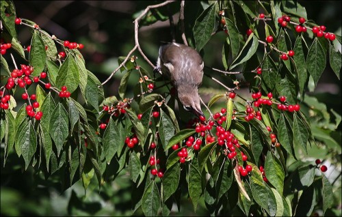 red berries, cedar waxwing