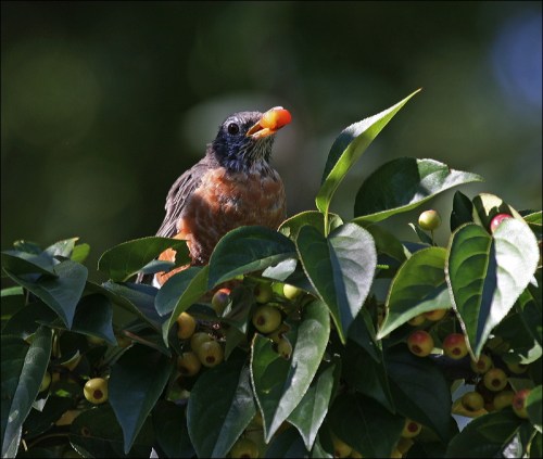 red berries, cedar waxwing, central park