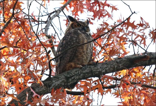 "I only need one eye open to see what's going on"!