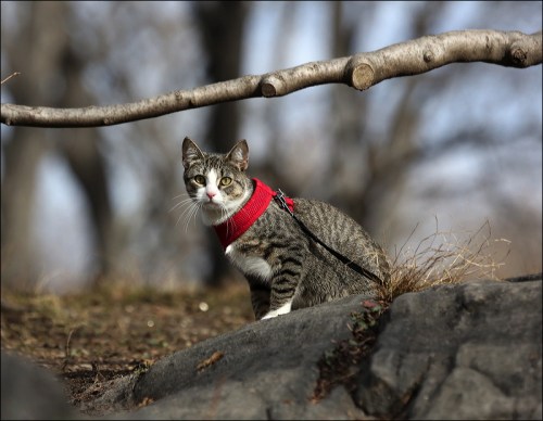 A Cat in a Collar