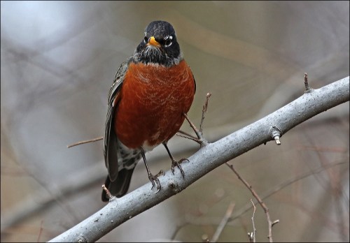 Robin Red Breast
