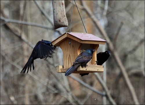 Love that Grackle on the Left