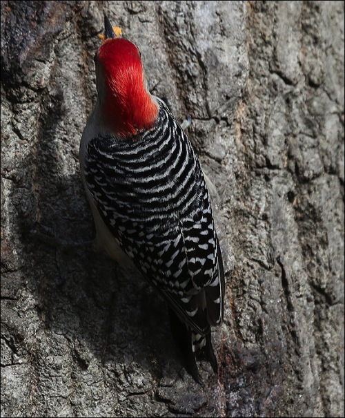 Red Bellied Woodpecker Actually has a Red Head