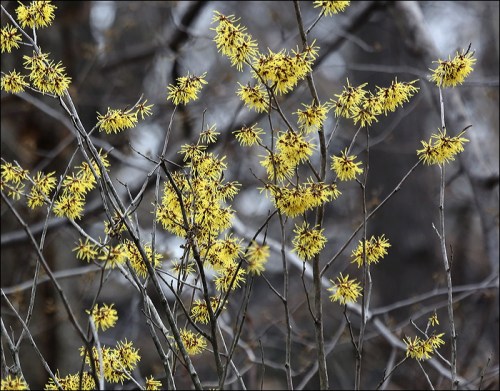Feathery Yellow Petals