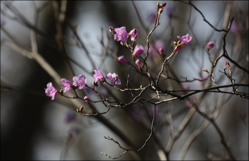 Tiny Pink Buds and Flowers