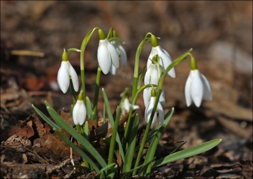 Spring Snow Drops