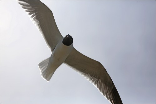 The Black-Headed Gull is known as a Laughing Gull