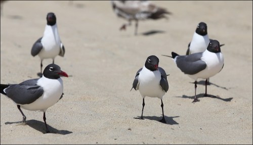 Long Legs and Red Bills