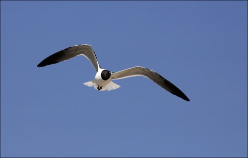 Zeroing In For The Catch!